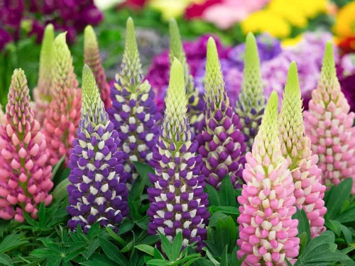 Miniatura 2 de 25 semillas mixtas de altramuces Russell - Flores silvestres perennes coloridas