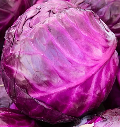 Semillas de repollo para plantar – Planta y cultiva col roja de acre en tu huerto al aire libre en casa – Paquetes de plantación sin OMG con