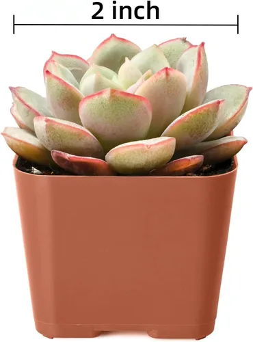 Miniatura 5 de Plantas suculentas (paquete de 12), suculentas vivas totalmente enraizadas en macetas de 2 pulgadas con tierra, plantas de casa únicas en maceta