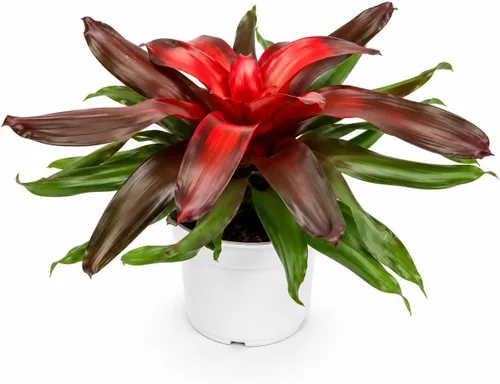 Miniatura 14 de Agloanema Garnet House Plant, Chinese Evergreen Live Plant for Indoor Spaces, Colorful Aglaonema Live Plant, Feng Shui Plants Live Houseplants for