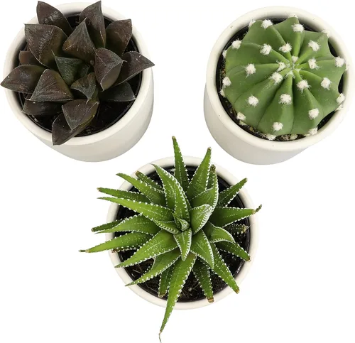 Miniatura 9 de Plants for Pets - Plantas vivas de poca luz en macetas de cerámica para suculentas (paquete de 3), planta suculenta Gasteria y plantas de cactus