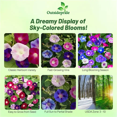 Miniatura 2 de Outsidepride 250 Semillas Anuales Ipomoea Purpurea Morning Glory Fieldgrown Trepadoras Semillas de flores de vid para plantar