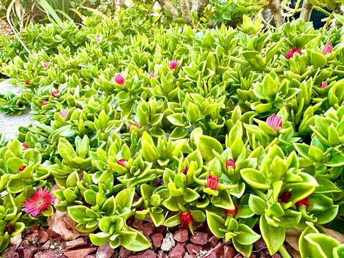 Planta de hielo, manzana roja Aptenia Cordifolia, también conocida como Baby Sun Rose, 1 planta suculenta viva, enraizada en maceta de 3.5 pulgadas,
