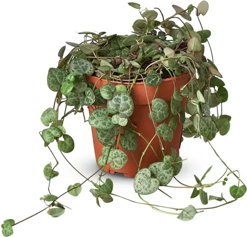 Miniatura 6 de Suculenta Crassula Jade Planta viva para interior Diferentes plantas de interior en maceta de 4 y 6 pulgadas Planta de casa real para sala