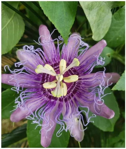 Passiflora edulis Flor de la Pasión 10 Semillas Mariposas Amor Exóticas Flores Llamativas Cubierta del suelo o Enrejado Vine Fruta Púrpura Oscuro