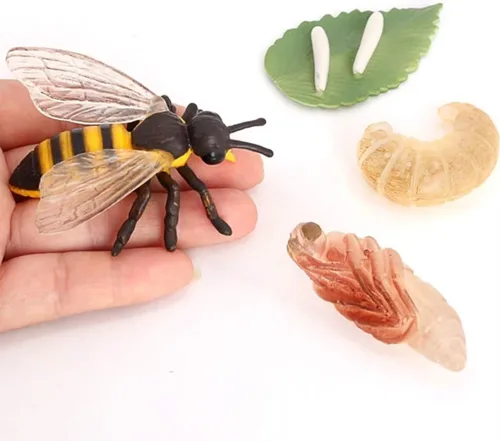 Miniatura 4 de Hvogvok Ciclo de Crecimiento de Abejas, Modelo Biológico del Ciclo de Crecimiento Animal, Conjunto de Modelo del Ciclo de Vida de Abeja Realista