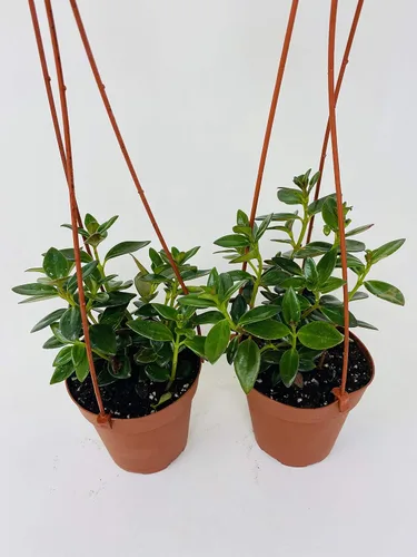 Miniatura 2 de * Dos plantas de peces de colores - Cesta colgante de 4 pulgadas - Florece constantemente