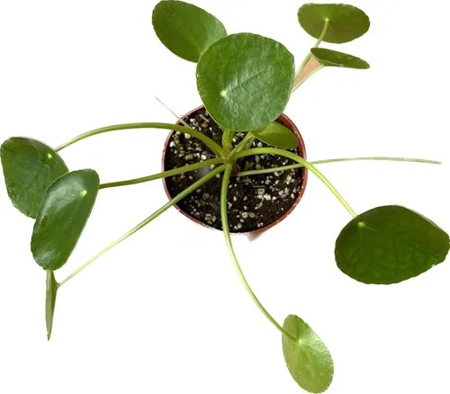 Miniatura 5 de Planta viva de dinero chino – Planta viva Pilea peperomioides Planta de interior de fácil cuidado Purificadora de aire Maceta de 4 y 6