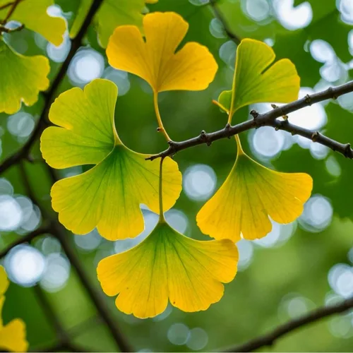 Miniatura 9 de Más de 6 plantas de ginkgo biloba de 1 año