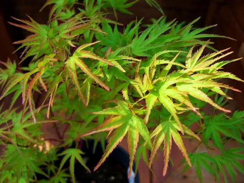 Miniatura 4 de Kamagata Japanese Maple 1 - Año Árbol vivo