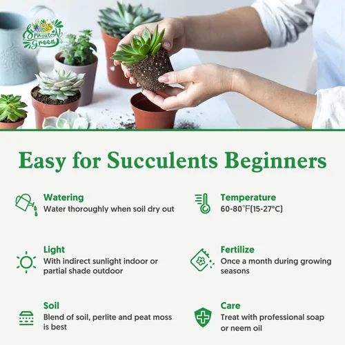 Miniatura 6 de Cotyledon Pendens de 4 pulgadas, suculenta viva completamente enraizada en macetas con mezcla de tierra, planta doméstica rara para la decoración