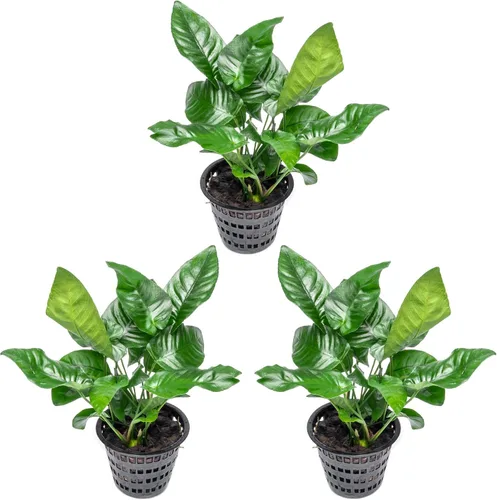 Miniatura 58 de SubstrateSource Plantas vivas – Anubias Hastifolia (Anubias hastifolia) – Luz baja a moderada, hojas en forma de flecha de color verde medio a