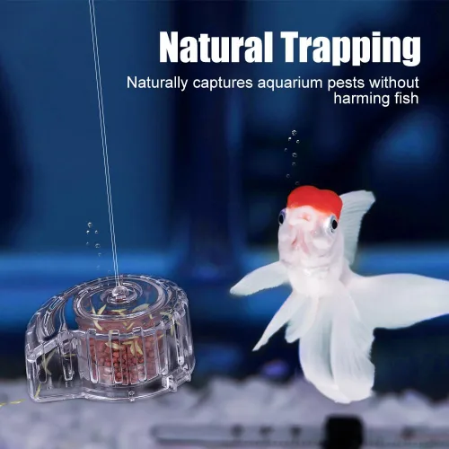 Miniatura 5 de MiOYOOW Planaria - Trampa transparente para caracoles de acuario natural para acuario, tanque de peces, diminuta sanguijuela de caracol