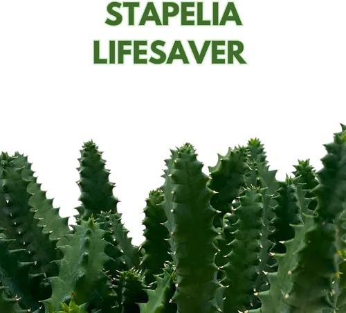 Miniatura 2 de BubbleBlooms Salvavidas Huernia Zebrina, Starfish Stapelia Cactus, vive en una maceta de 4 pulgadas