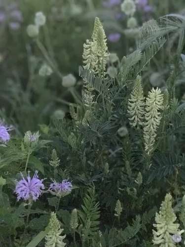 Miniatura 3 de Hale Habitat & Seed Refugio de hierba nativa y flores silvestres, mezcla de semillas de vida silvestre y polinizador, 1/4 acre