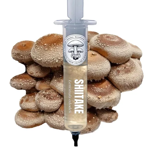 Miniatura 12 de Cultivo líquido de Cordyceps albino (Cordyceps militaris) 20mL Sustrato para micología
