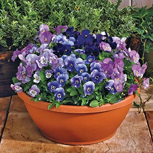 Park Seed Semillas de plantas de flores de viola, fáciles de cultivar, perfectas para jardín de primavera, admira la mezcla de moras, paquete de 25