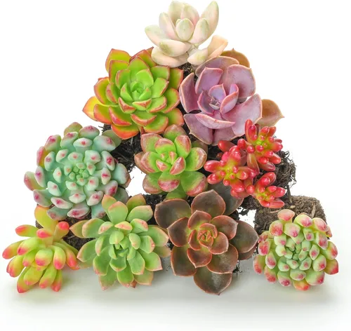 Miniatura 12 de Sprout N Green Plantas suculentas vivas, paquete de 8 suculentas reales surtidas en maceta de 2 pulgadas con mezcla de tierra, plantas pequeñas