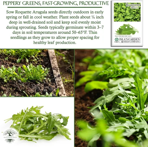 Miniatura 5 de Semillas "Roquette Rúcula" para plantar, más de 1000 semillas tradicionales por paquete, semillas sin OMG, (semillas de jardín de Isla), nombre