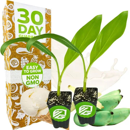 Miniatura 10 de Planta viva de árbol de plátano para helado - Musa acuminata - Planta inicial de Wellspring Gardens - Plantas fáciles de cultivar para amantes