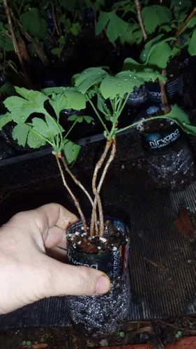 Miniatura 3 de 3 plántulas de Ginkgo Biloba 1 año Plantas, árbol más antiguo del mundo. Hoja dividida. Raíces envueltas
