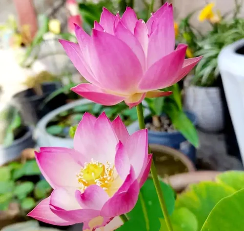 Miniatura 7 de 25 semillas de loto bonsái, tazón de semillas de loto, flor de lirio de agua. Mezcla acuática comestible, semillas de loto ideales para principiantes