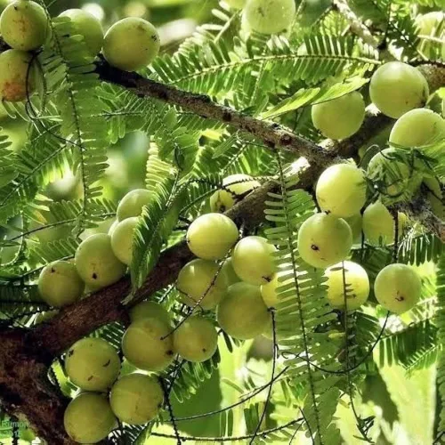 Miniatura 3 de Semillas indias de amla para plantar, fáciles de cultivar y de alto rendimiento, semillas de grosella espinosa de jardín en casa, adecuadas