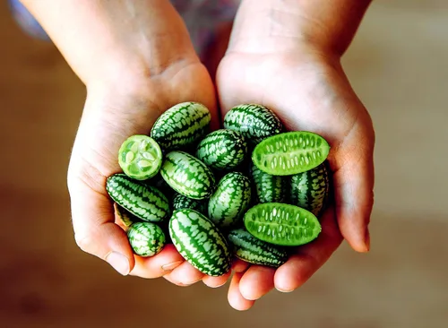 Semillas de melón de ratón | 20 semillas | Cultiva esta fruta de jardín exótica y rara | Semillas de cucamelón, fruta pequeña para cultivar