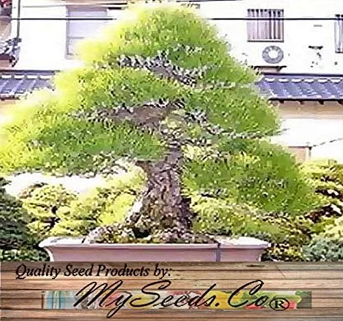 Miniatura 4 de Semillas para árbol de pino sin transgénicos de MySeeds.Co