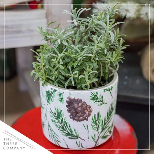 Miniatura 7 de Hierba aromática y comestible viva, lavanda (4 por paquete), potenciador natural del sueño, 6 pulgadas de alto por 4 pulgadas de ancho en 1 pinta