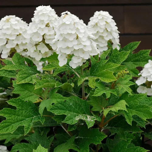 Miniatura 2 de CHUXAY GARDEN 50 semillas de hortensias quercifolia, hortensia de hoja de roble, hortensia de hoja de roble, llamativa planta de paisajismo que