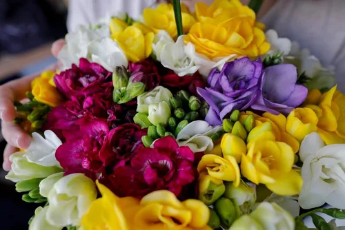 Bulbos dobles de fresia para plantar en primavera, colores mezclados para ramos de flores, bulbos grandes y saludables, ideales para contenedores o