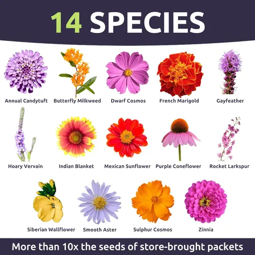 Miniatura 3 de Monarch Butterfly Rescue Mix – Bolsa a granel de 1/4 libra – 44,000 semillas de flores para plantar – Mezcla de flores silvestres