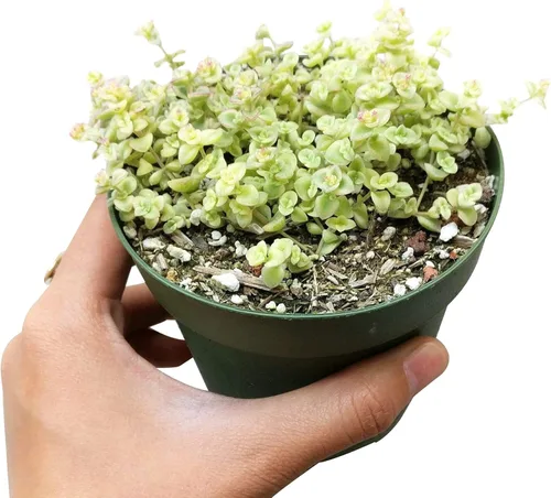 Miniatura 3 de Sedum Little Missy Succulent (maceta de plástico de 4 pulgadas) - Suculenta abigarrada viva y saludable