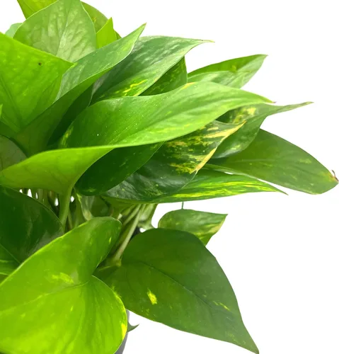 Miniatura 4 de BubbleBlooms Pothos dorados, Pothos abigarrados de 6 pulgadas, Epipremnum aureum, Hiedra del Diablo