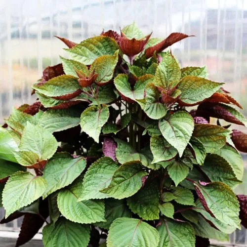 Miniatura 2 de 200 semillas Shiso para plantar perilla roja, semillas de hierbas tradicionales sin OMG para plantar un jardín culinario interior/exterior