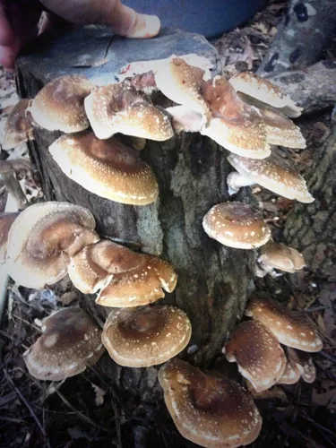 Shiitake Mushroom Fatboy Log 25" Enjoy Edible Amazing Hongos Cultiva el tuyo