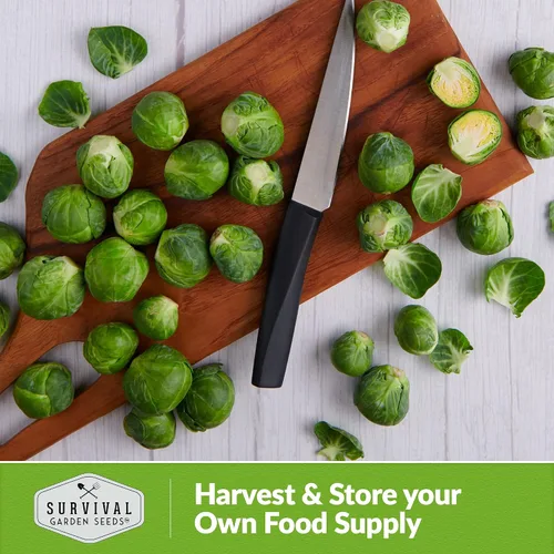 Miniatura 5 de Survival Garden Seeds - Coles de Bruselas mejoradas de Long Island para plantar - 2 paquetes con instrucciones para plantar y cultivar deliciosos