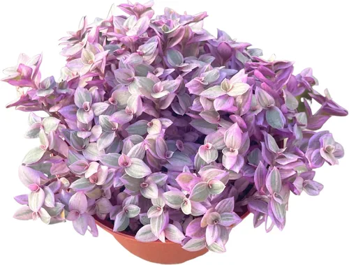 Miniatura 2 de Suculenta Viva de 4" Callisia Repens Pink Lady Turtle Vine, Plantas Suculentas Vivas Completamente Enraizadas Planta de Casa para Decoración