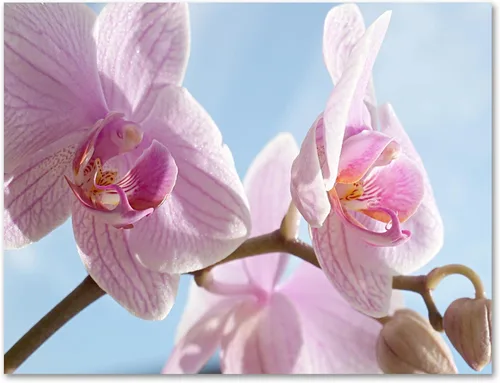 Miniatura 6 de Small World Greetings - Tarjetas de felicitación de orquídeas, 24 unidades, fotografía de orquídeas reales, interior en blanco con sobres, tamaño A2
