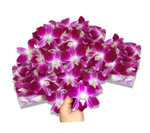 Miami Fresh Orchid Flower OrchidClub USA Sunne Tropical Cabeza de floración suelta DIY Lei comida bebida decoración púrpura (2 x 50 púrpura)