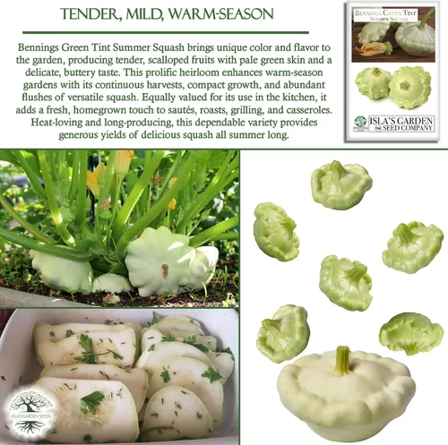 Miniatura 5 de Bennings Green Tint Summer Squash, 30 semillas tradicionales por paquete, Patty Pan Squash, semillas sin OMG, nombre botánico: Cucurbita Pepo
