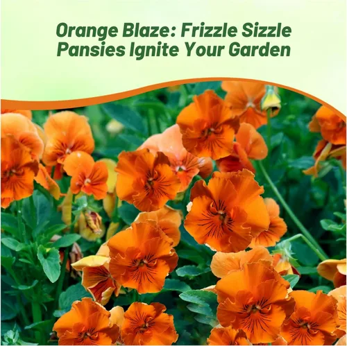 Miniatura 6 de Outsidepride Frizzle Sizzle - Semillas de pensamiento de viola naranja para plantar, 50 unidades. Flores bienales, resistentes al frío y aptas
