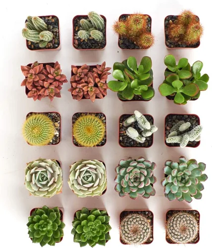 Miniatura 4 de Crasa y cactus de Shop Succulents