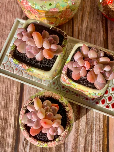 Miniatura 8 de xPachyveria Elaine - Kit de suculentas – con maceta de plástico, planta viva en racimo de 2 pulgadas, suelo comprimido y guía, para escritorio
