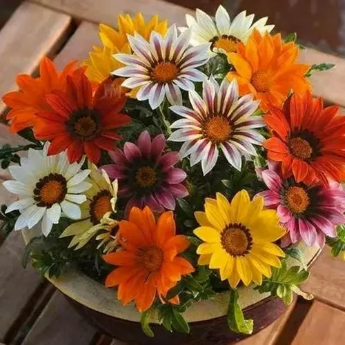 Gazania - Semillas para plantar, más de 300 semillas mixtas de Gazania, semillas de flores tradicionales sin OMG para jardín al aire libre, plantas