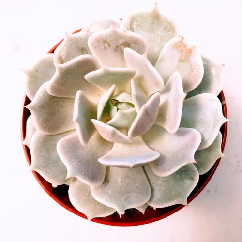Miniatura 14 de Blissful Echeveria Alpen Glow 4" Pot Live Succulent Pink Purple Rosette Plant Easy 2 Grow, Perfect for Wedding, Party Favor and Succulent