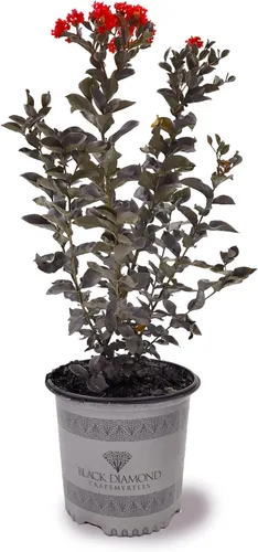 Miniatura 17 de American Plant Exchange Black Diamond Shell Pink Crape Myrtle Tree Live, maceta de 1 galón, 1-1.5 pies de alto, flores rosas vibrantes, tolerantes a