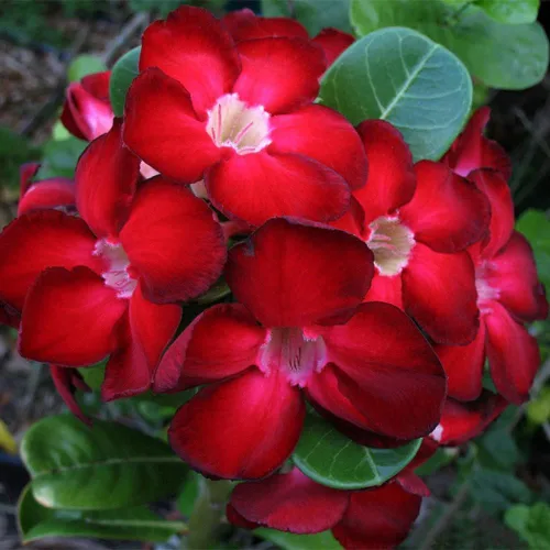 Miniatura 5 de Planta de rosa del desierto Adenium, rosa del desierto para principiantes para plantar en interiores y exteriores, 10-15 cm, plántula suculenta