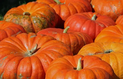 Miniatura 2 de Semillas de calabaza Cenicienta para planitar - 20 semillas